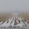 Corn Field Rests in Snow