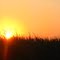Sun Rises over Corn