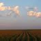 Rows of Corn