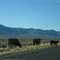 Cattle Crossing