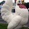 Roadside Chicken