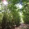 Backus Lake Road (Backus Creek SGA, MI)