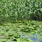 Water flowers in summer, Backus Creek Flooding