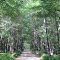 Backus Lake Road passing through deep woods