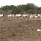 Oryx at the Pamandan Ranch