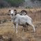 Texas Dall sheep (Pamandan Ranch)