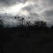 Buzzards and a fly?