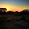 Sunset and Deer