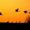 Sandhill Cranes, Chinook Mine