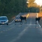 New Brunswick wildlife