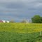 dandelion field