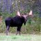 Mr Maine Moose
