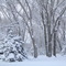 Winter Wonderland in Kansas