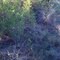 Daughtrey WMA Cardinal in the Brush