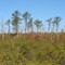 Rocky Point Preserve burn area