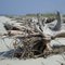 Driftwood