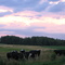 cows