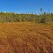 Kissick Alkaline Bog Lake State Natural Area