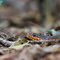 The Redbelly Watersnake is easily identified by his orange jaw and belly.