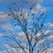 Birds In a Tree