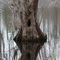 Bald Cypress