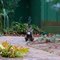 Cat In Alley