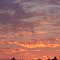 Sky and Pines