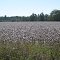 Cotton