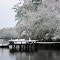 Waccamaw River Scene