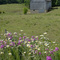 Wildflowers along the country road