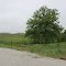 Tree near County Road 1075 E