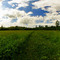 Meadow inside Bacon Woods