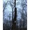 Bowles Woods Maple Winter