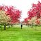 Spring Bloosom