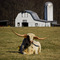Carolina Longhorn