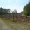 Clearing in Duke Forest