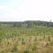 Pine Land
