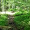 Trail Through the Ferns