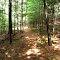 Blue/White Trail In The Woods