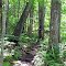 Blazed Natchaug Trail
