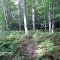 Trail Through the Ferns