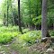 Trail Through the Ferns