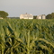 Corn Field