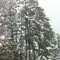 Snow Pines