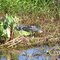 Gator 6