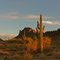 Sun on Cactus .