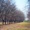 Pecan groves
