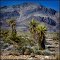 Joshua Tree (Yucca brevifolia) (*)