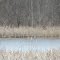 frozen Goose Pond