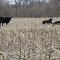 Black cows in the corn field